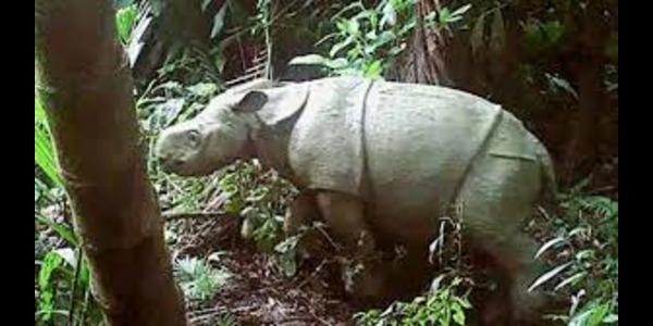 Critically Endangered Javan Rhino Calf Spotted In Indonesia