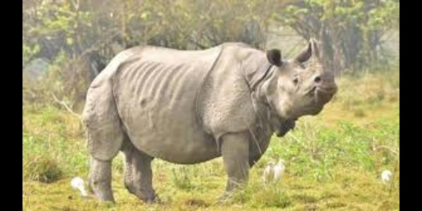 Poacher arrested with rhino horn in Assam: Officials