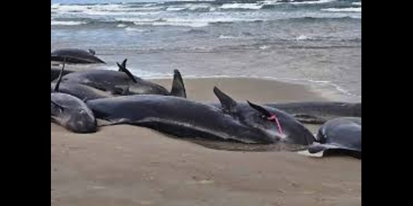 More than 150 false killer whales stranded on a beach in Australia’s Tasmania State