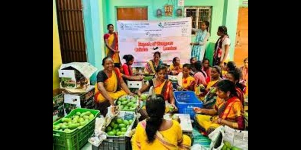 Odisha’s women farmers export mangoes to Italy, reaping global rewards