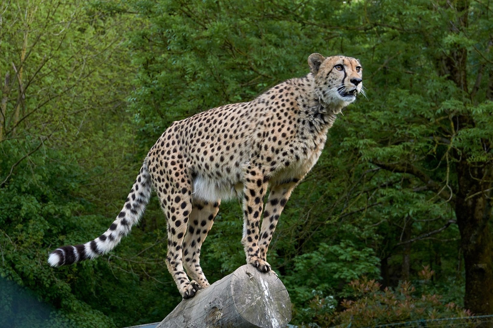 India’s Cheetah Population Rises To 52 Four Years After Reintroduction