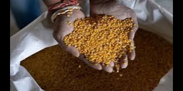 GI-Tagged Gulbarga Tur Dal Exported To Maldives From Karnataka