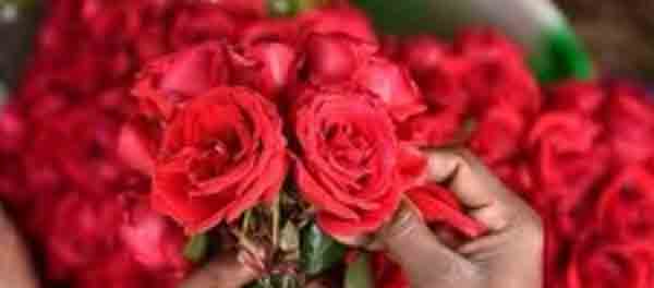 This Valentine’s Day, Indian rose exports likely to cross Rs 27 crore