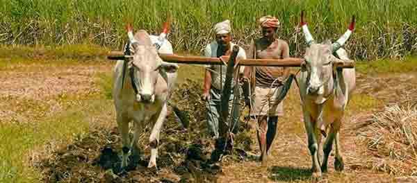 Bank chiefs are worried over farm loan waivers