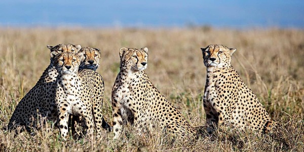 PM Modi released cheetahs brought from Namibia in Kuno National Park