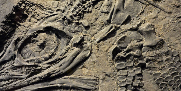 Seven-year-old child discovered something 25 million years old