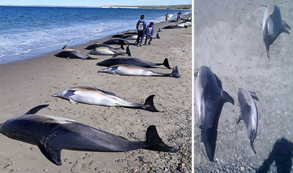 This country is trying to dispose hundreds of dead whales