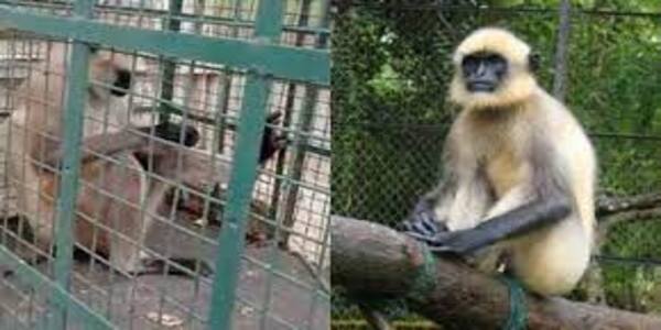 21,000 prize 'most wanted' langur caught, had injured more than 20 people