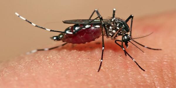 Karnataka to be malaria free by 2025 : Dr Sudhakar