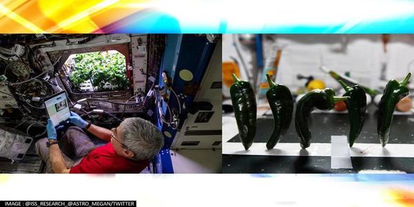 Nasa astronauts feast on ‘best tacos’ with chilli peppers grown in space