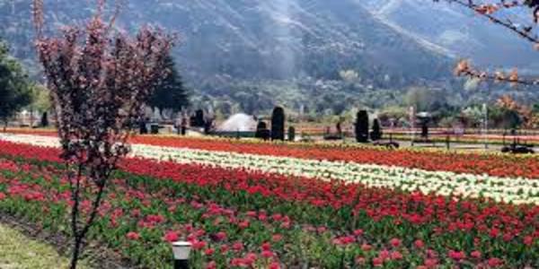 Kashmir’s iconic Tulip Garden reopened to welcome tourists