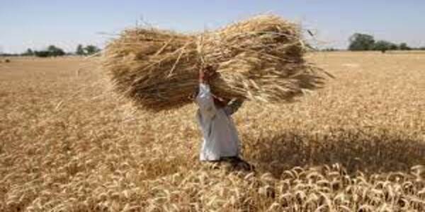 The temperature in many areas of the country is above average, Meteorological Department's advisory for wheat farmers